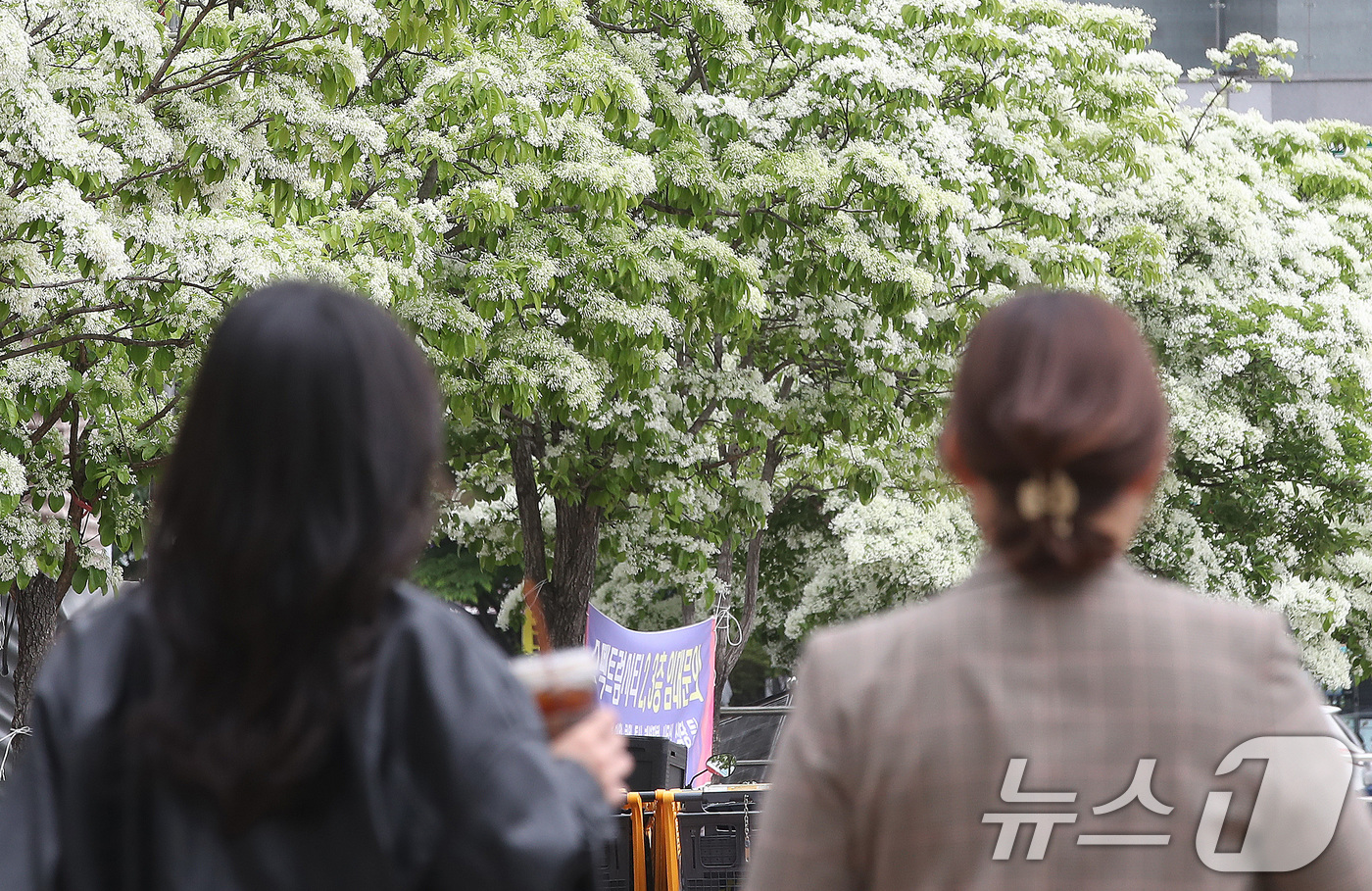 (대구=뉴스1) 공정식 기자 = 22일 대구 북구의 한 쇼핑몰 앞에서 시민들이 쌀밥처럼 꽃이 핀 이팝나무 주변을 걸어가고 있다. 2026.4.22/뉴스1