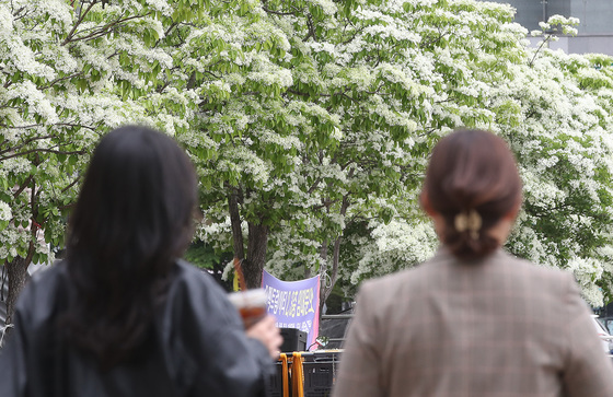 쌀밥처럼 만개한 이팝나무