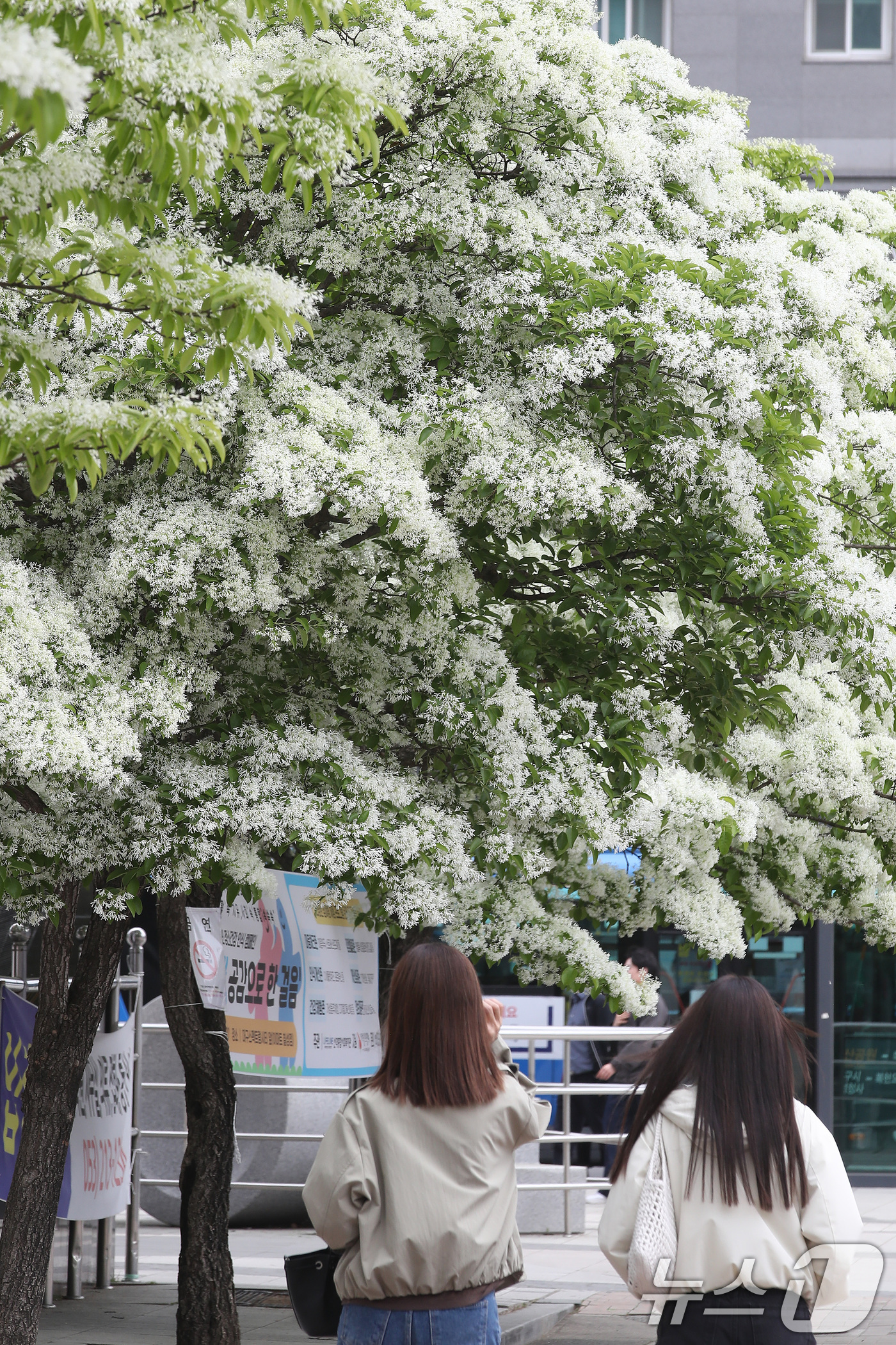 (대구=뉴스1) 공정식 기자 = 22일 대구 북구의 한 쇼핑몰 앞에서 시민들이 쌀밥처럼 꽃이 핀 이팝나무 주변을 걸어가고 있다. 2026.4.22/뉴스1