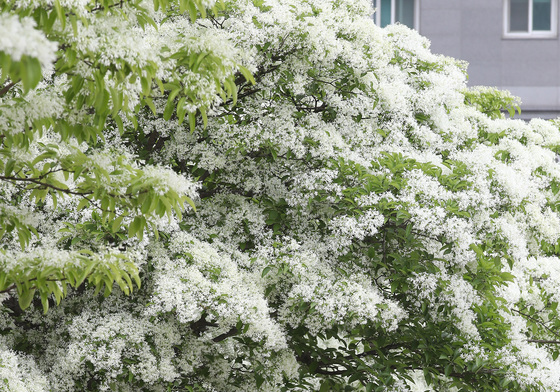 쌀밥처럼 만개한 이팝나무