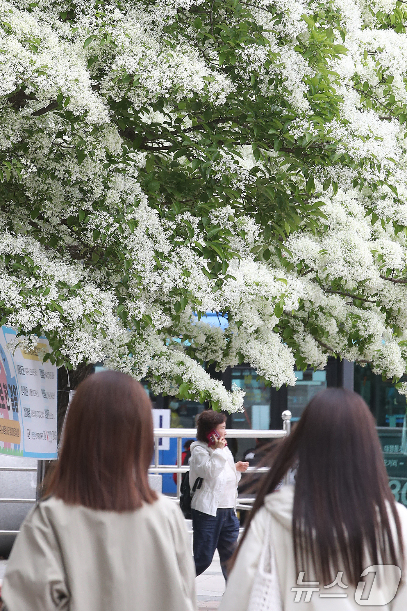 (대구=뉴스1) 공정식 기자 = 22일 대구 북구의 한 쇼핑몰 앞에서 시민들이 쌀밥처럼 꽃이 핀 이팝나무 주변을 걸어가고 있다. 2026.4.22/뉴스1