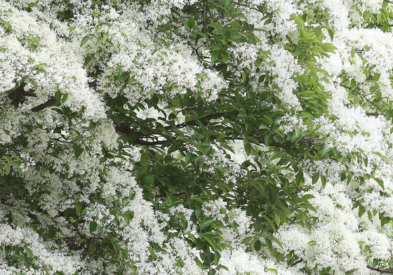 꽃 활짝 핀 이팝나무