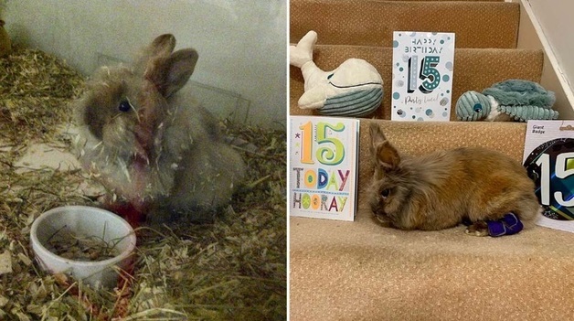 세계 최고령 토끼 '허비', 평균 수명 두 배 넘겨 기록 경신