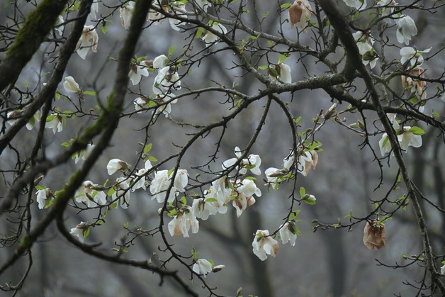 제주 한라산서 다시 핀 300년 된 목련…살아있는 산림유산
