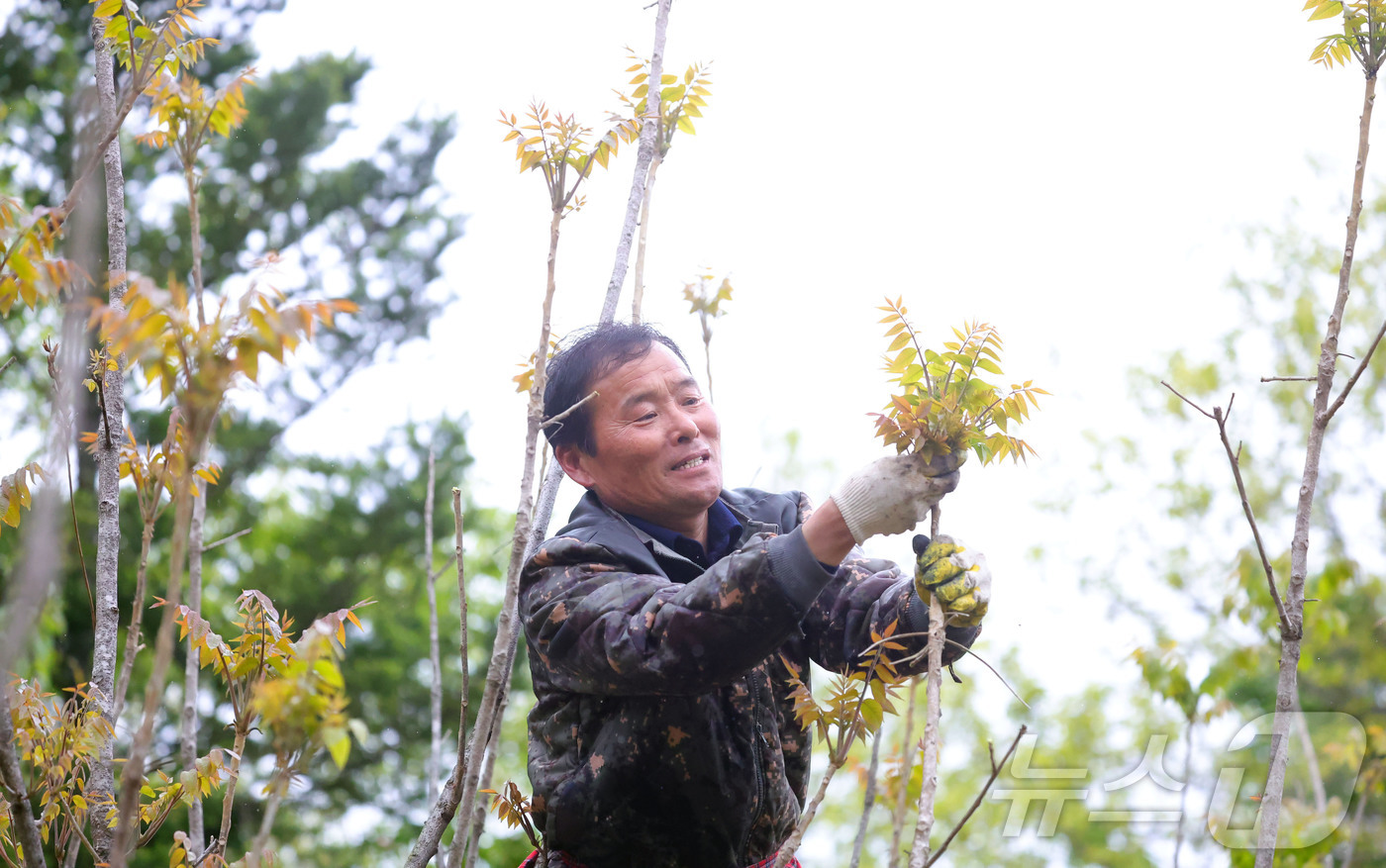 (서울=뉴스1) = 23일 지리산 자락인 경남 함양군 마천면 의중마을에서 장철안 씨 부부가 봄나물의 으뜸인 옻순을 따고 있다. (함양군 제공. 재판매 및 DB 금지) 2026.4. …
