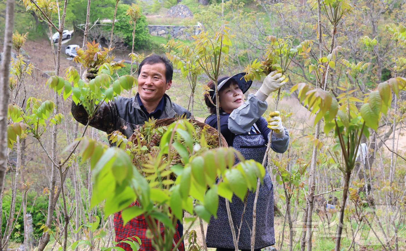 (서울=뉴스1) = 23일 지리산 자락인 경남 함양군 마천면 의중마을에서 장철안 씨 부부가 봄나물의 으뜸인 옻순을 따고 있다. (함양군 제공. 재판매 및 DB 금지) 2026.4. …