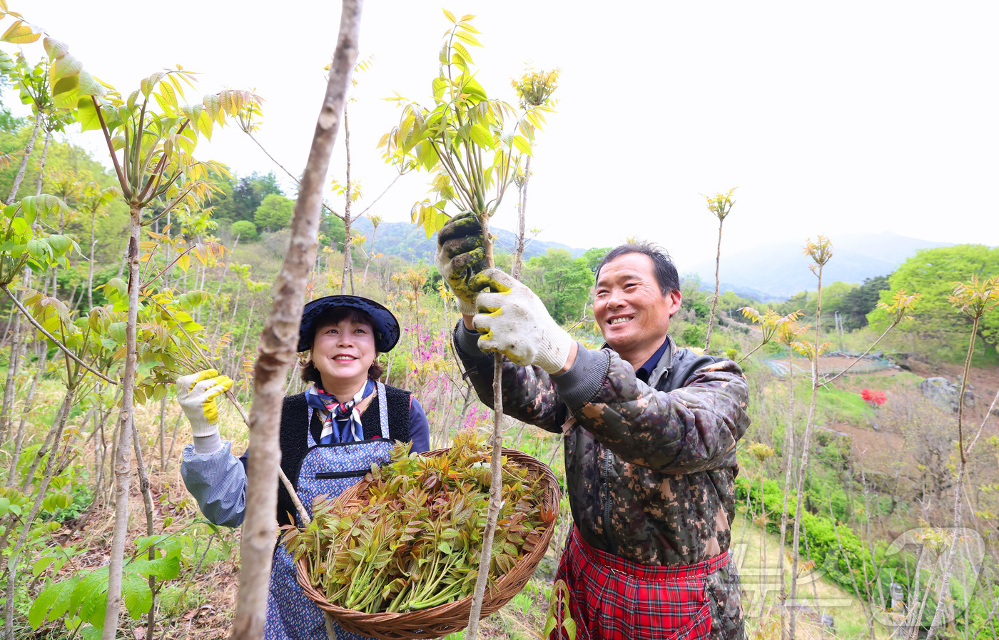(서울=뉴스1) = 23일 지리산 자락인 경남 함양군 마천면 의중마을에서 장철안 씨 부부가 봄나물의 으뜸인 옻순을 따고 있다. (함양군 제공. 재판매 및 DB 금지) 2026.4. …