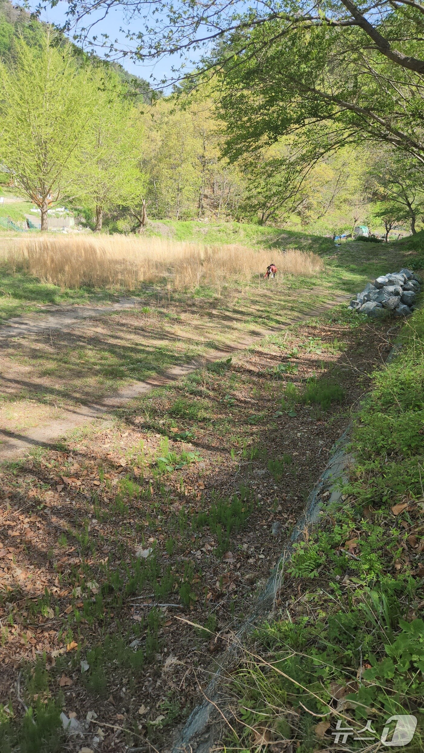 본문 이미지 - 지난  22일  울산 북구 염포동 현대자동차 사격장에서  인근 주민이  돈나물을  캐고 있다.2026.4.22 ⓒ 뉴스1 김재식 기자
