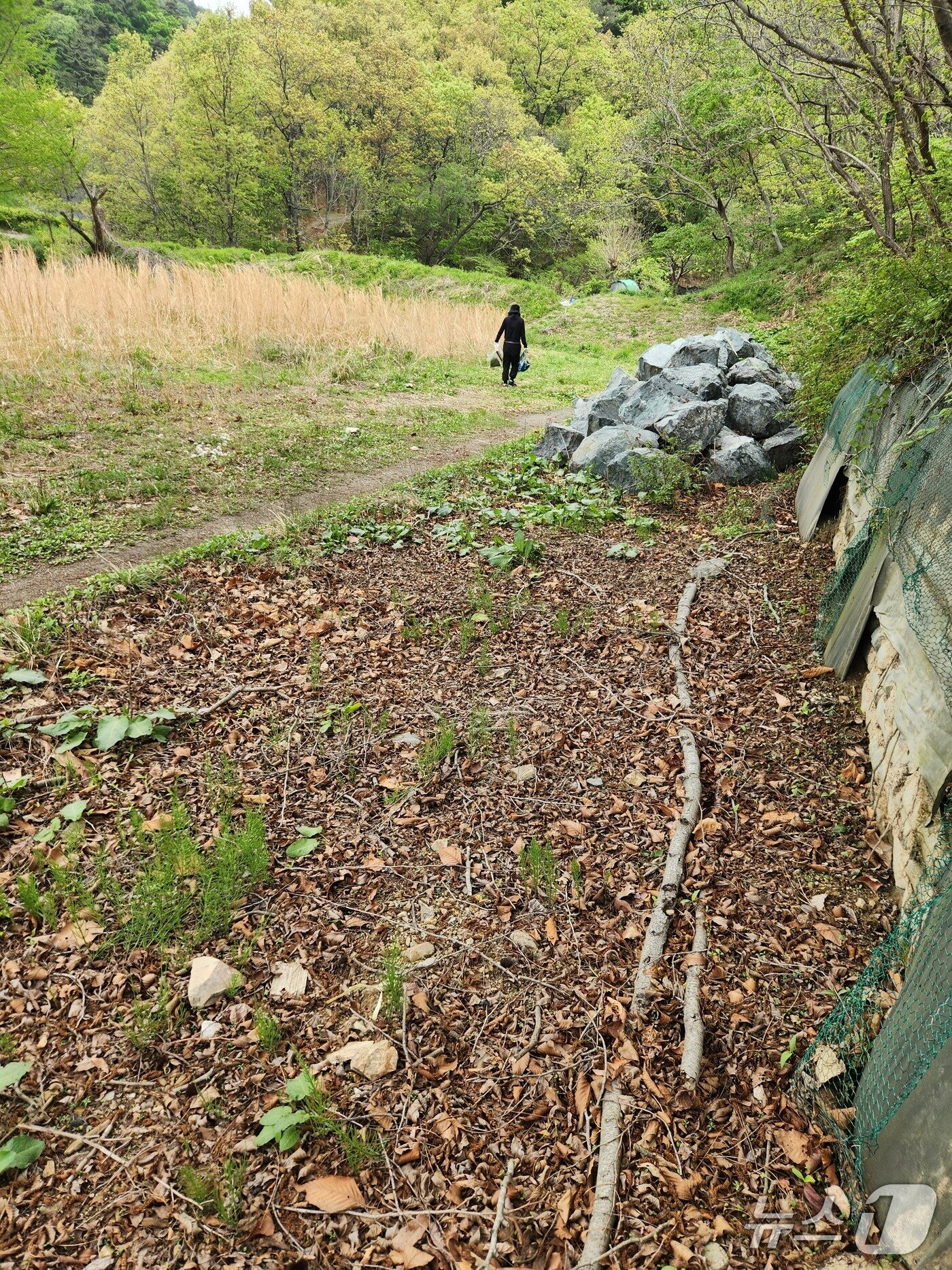 본문 이미지 - 지난  22일  울산 북구 염포동 현대자동차 사격장에서  인근 주민이 쑥과 나물  캐고  종이봉지에 담아가고 있다.2026.4.22 ⓒ 뉴스1 김재식 기자