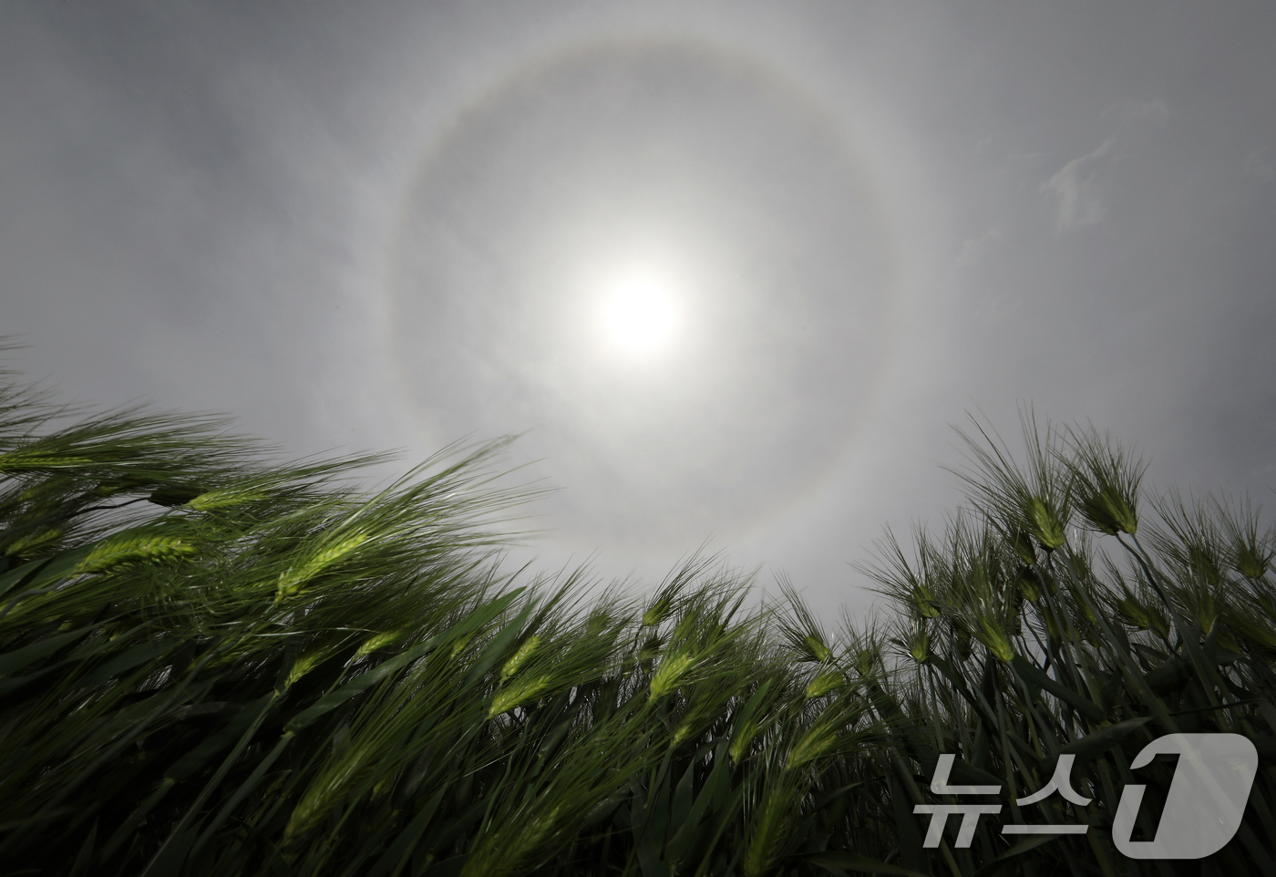 (함안=뉴스1) 윤일지 기자 = 23일 오후 경남 함안군 함안강나루생태공원 위 하늘에 해무리가 떠 있다.해무리는 대기 중 수증기가 굴절돼 태양 주변으로 둥근 원 모양이 나타나는 현 …