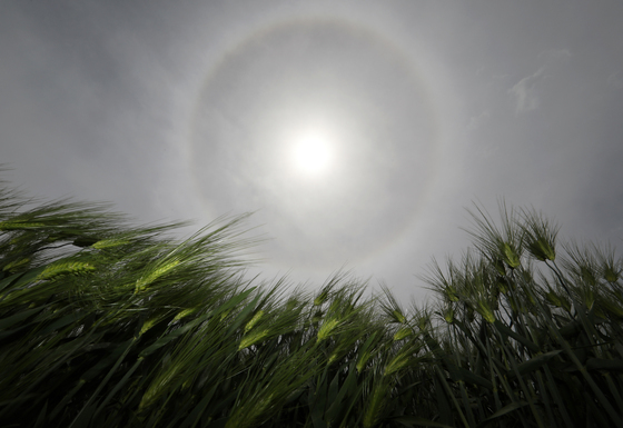 넘실넘실 청보리 위로 뜬 해무리