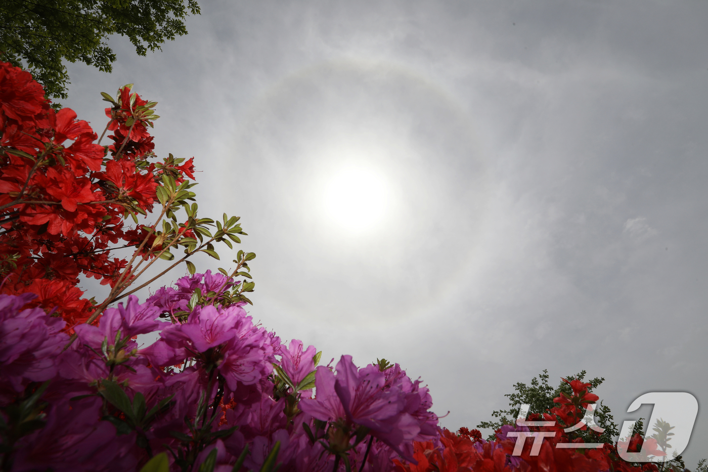 (함안=뉴스1) 윤일지 기자 = 23일 오후 경남 함안군 함안강나루생태공원 위 하늘에 해무리가 떠 있다.해무리는 대기 중 수증기가 굴절돼 태양 주변으로 둥근 원 모양이 나타나는 현 …