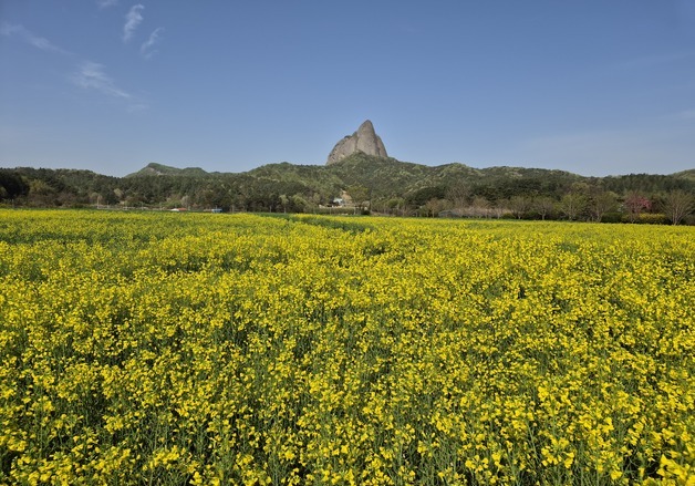 "인생 사진 남기세요"…진안군 농업기술센터에 유채꽃 만개