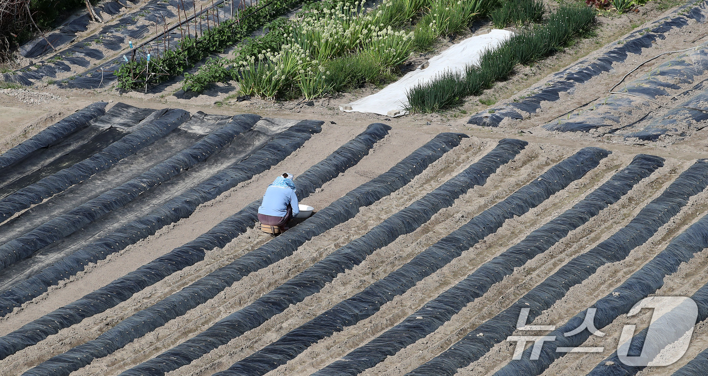 (대구=뉴스1) 공정식 기자 = 23일 대구 수성구 들녘에서 한 농민이 보온용 비닐을 덮어둔 밭을 손질하며 농사를 준비하고 있다. 중동 사태 이후 비닐 가격이 올라 올해 농사를 준 …