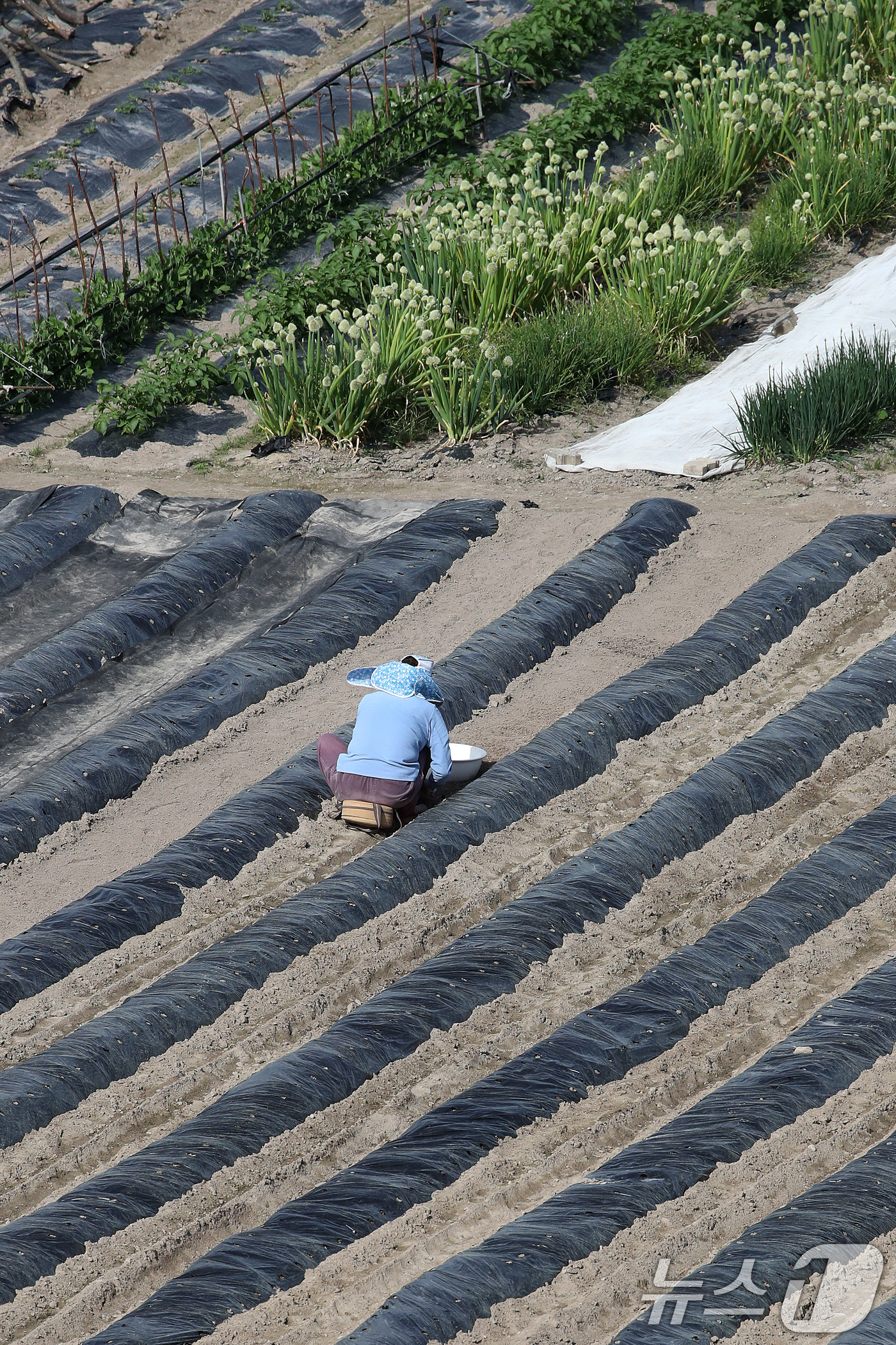 (대구=뉴스1) 공정식 기자 = 23일 대구 수성구 들녘에서 한 농민이 보온용 비닐을 덮어둔 밭을 손질하며 농사를 준비하고 있다. 중동 사태 이후 비닐 가격이 올라 올해 농사를 준 …