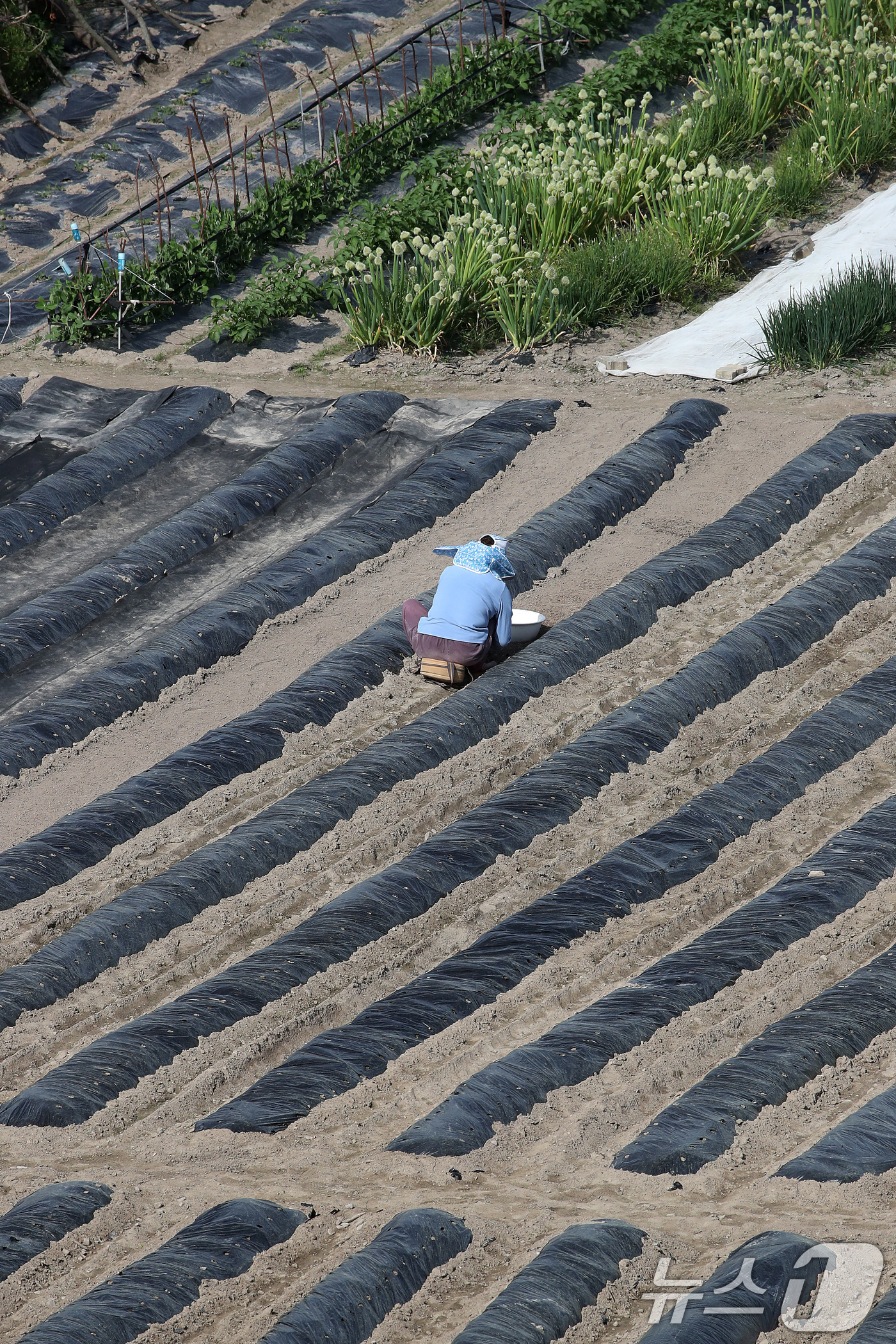 (대구=뉴스1) 공정식 기자 = 23일 대구 수성구 들녘에서 한 농민이 보온용 비닐을 덮어둔 밭을 손질하며 농사를 준비하고 있다. 중동 사태 이후 비닐 가격이 올라 올해 농사를 준 …