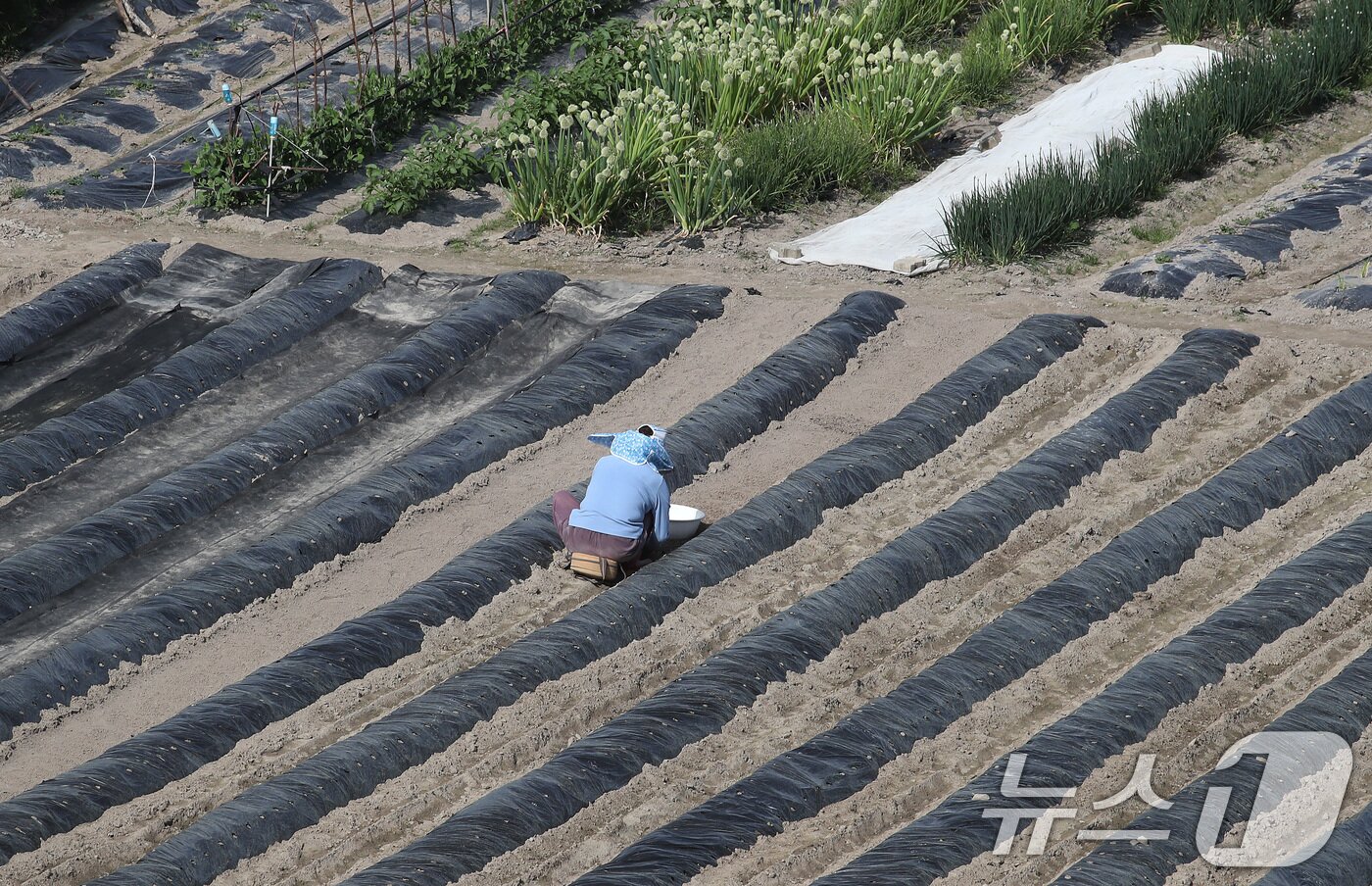 본문 이미지 - 23일 대구 수성구 들녘에서 한 농민이 보온용 비닐을 덮어둔 밭을 손질하며 농사를 준비하고 있다. 중동 사태 이후 비닐 가격이 올라 올해 농사를 준비하는 농민의 마음은 무겁기만 하다. 2026.4.23 ⓒ 뉴스1 공정식 기자