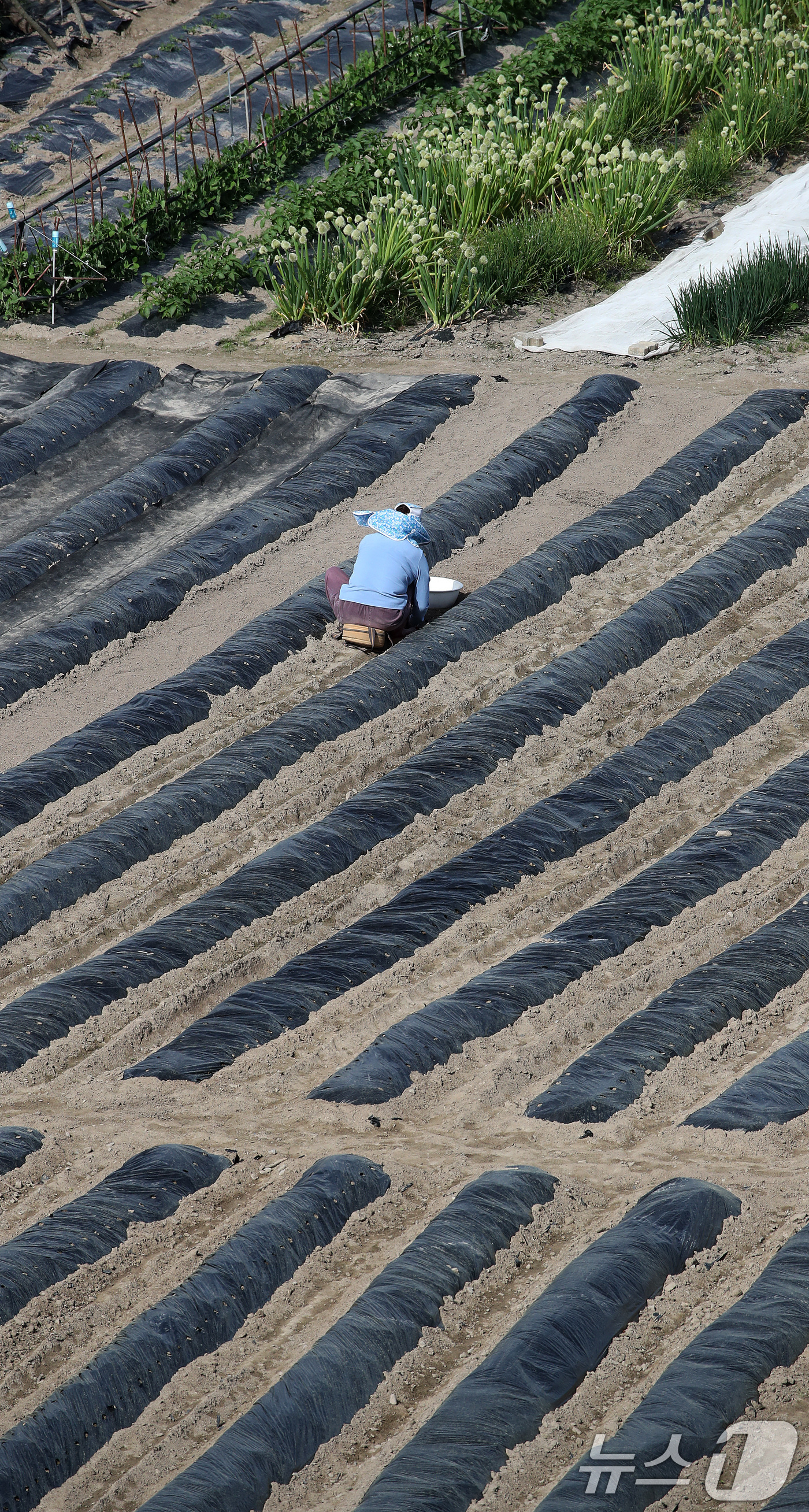 (대구=뉴스1) 공정식 기자 = 23일 대구 수성구 들녘에서 한 농민이 보온용 비닐을 덮어둔 밭을 손질하며 농사를 준비하고 있다. 중동 사태 이후 비닐 가격이 올라 올해 농사를 준 …