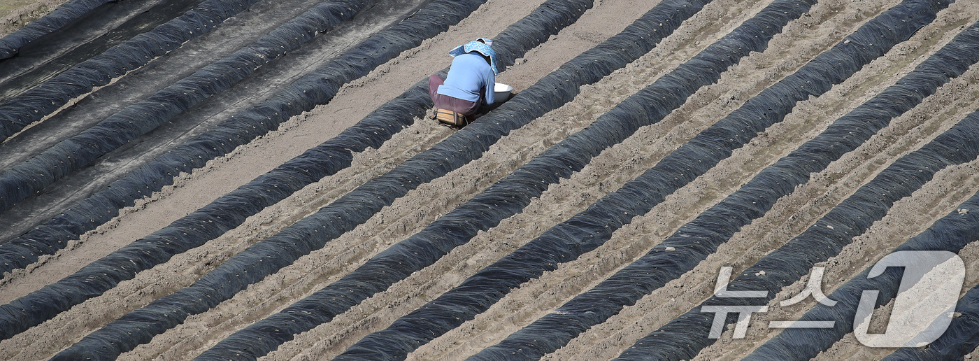 (대구=뉴스1) 공정식 기자 = 23일 대구 수성구 들녘에서 한 농민이 보온용 비닐을 덮어둔 밭을 손질하며 농사를 준비하고 있다. 중동 사태 이후 비닐 가격이 올라 올해 농사를 준 …