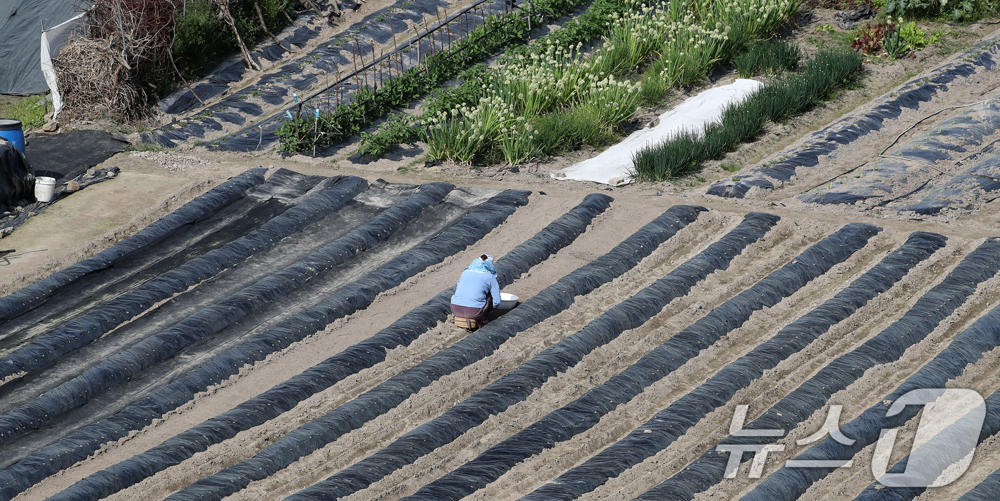 (대구=뉴스1) 공정식 기자 = 23일 대구 수성구 들녘에서 한 농민이 보온용 비닐을 덮어둔 밭을 손질하며 농사를 준비하고 있다. 중동 사태 이후 비닐 가격이 올라 올해 농사를 준 …