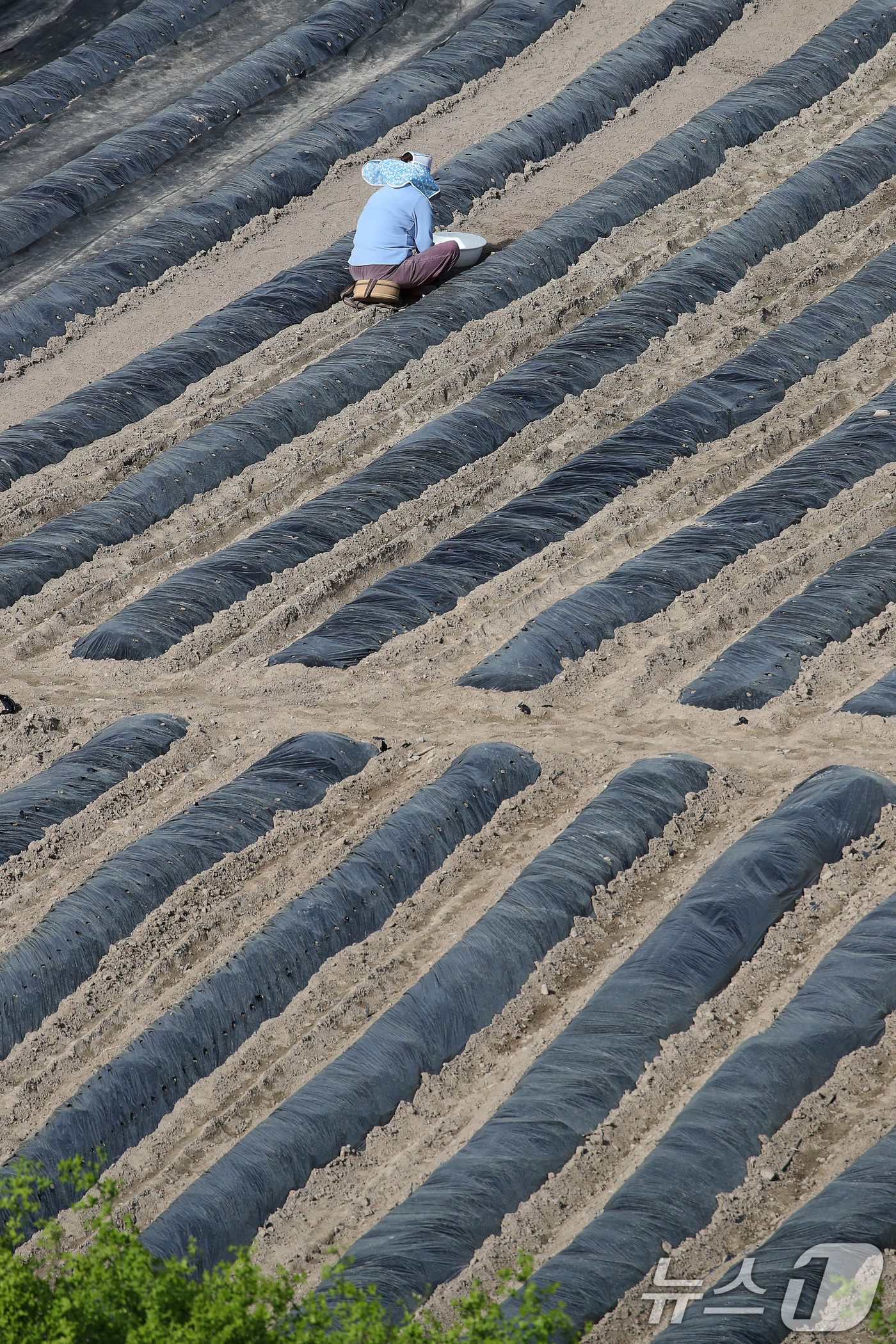 (대구=뉴스1) 공정식 기자 = 23일 대구 수성구 들녘에서 한 농민이 보온용 비닐을 덮어둔 밭을 손질하며 농사를 준비하고 있다. 중동 사태 이후 비닐 가격이 올라 올해 농사를 준 …
