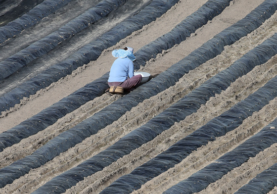 비닐값이 금값인데…
