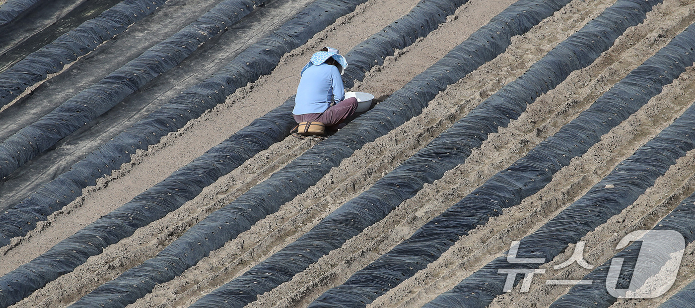 (대구=뉴스1) 공정식 기자 = 23일 대구 수성구 들녘에서 한 농민이 보온용 비닐을 덮어둔 밭을 손질하며 농사를 준비하고 있다. 중동 사태 이후 비닐 가격이 올라 올해 농사를 준 …
