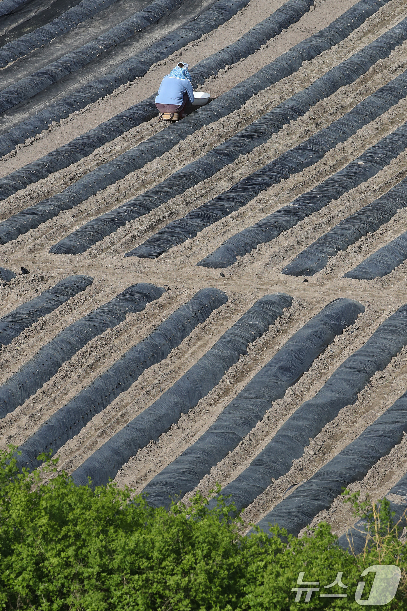 (대구=뉴스1) 공정식 기자 = 23일 대구 수성구 들녘에서 한 농민이 보온용 비닐을 덮어둔 밭을 손질하며 농사를 준비하고 있다. 중동 사태 이후 비닐 가격이 올라 올해 농사를 준 …