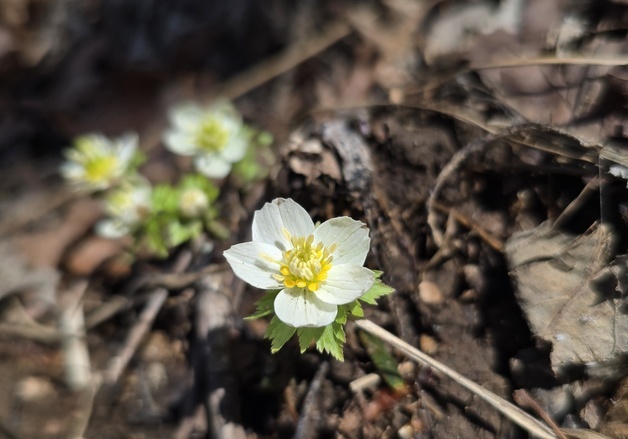 [풍경] 세계 유일 한국 고유종 '모데미풀' 소백산서 개화