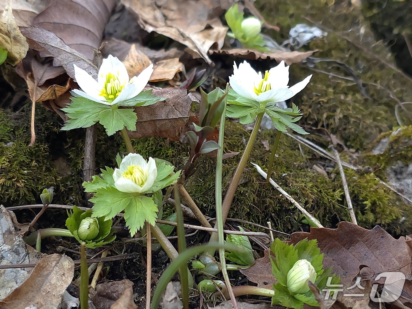본문 이미지 - 소백산 비로봉과 연화봉 일대에서 세계 최대 규모의 군락지를 형성하고 있는 '모데미풀'(소백산 국립공원 제공. 재판매 및 DB금지) 