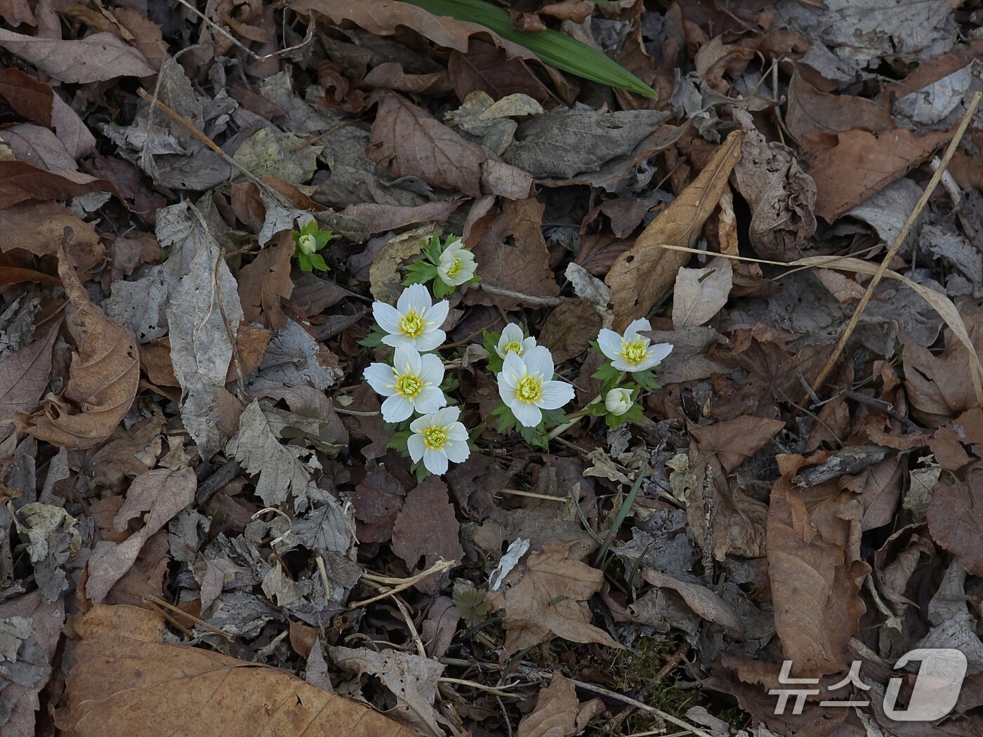 본문 이미지 - 소백산 비로봉과 연화봉 일대에서 세계 최대 규모의 군락지를 형성하고 있는 '모데미풀'(소백산 국립공원 제공. 재판매 및 DB금지) 