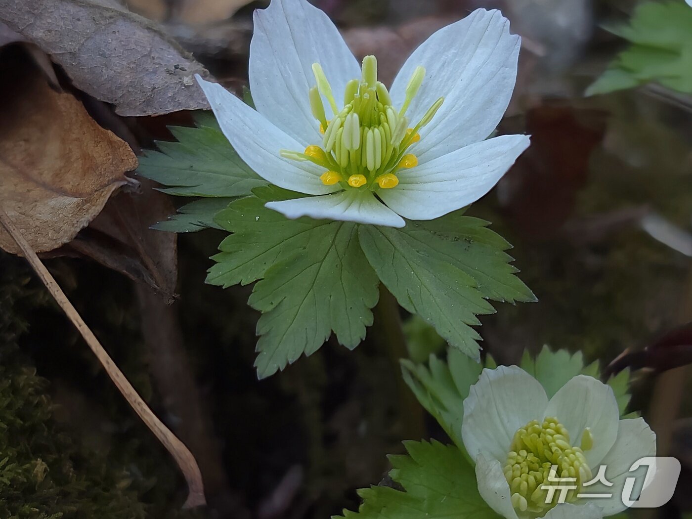 본문 이미지 - 소백산 비로봉과 연화봉 일대에서 세계 최대 규모의 군락지를 형성하고 있는 '모데미풀'(소백산 국립공원 제공. 재판매 및 DB금지)  