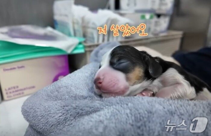 본문 이미지 - 이제 막 태어난 비글 강아지(고려동물메디컬센터 인스타그램 갈무리) ⓒ 뉴스1
