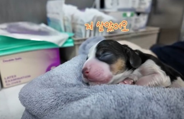 "한 생명이라도 더"…심박 저하 위기 속 지켜낸 아기 비글들