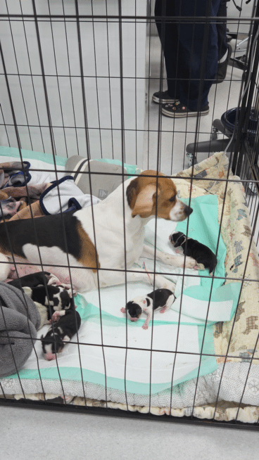 본문 이미지 - 고려동물메디컬센터에서 태어난 비글 새끼 강아지 ⓒ 뉴스1 최서윤 기자