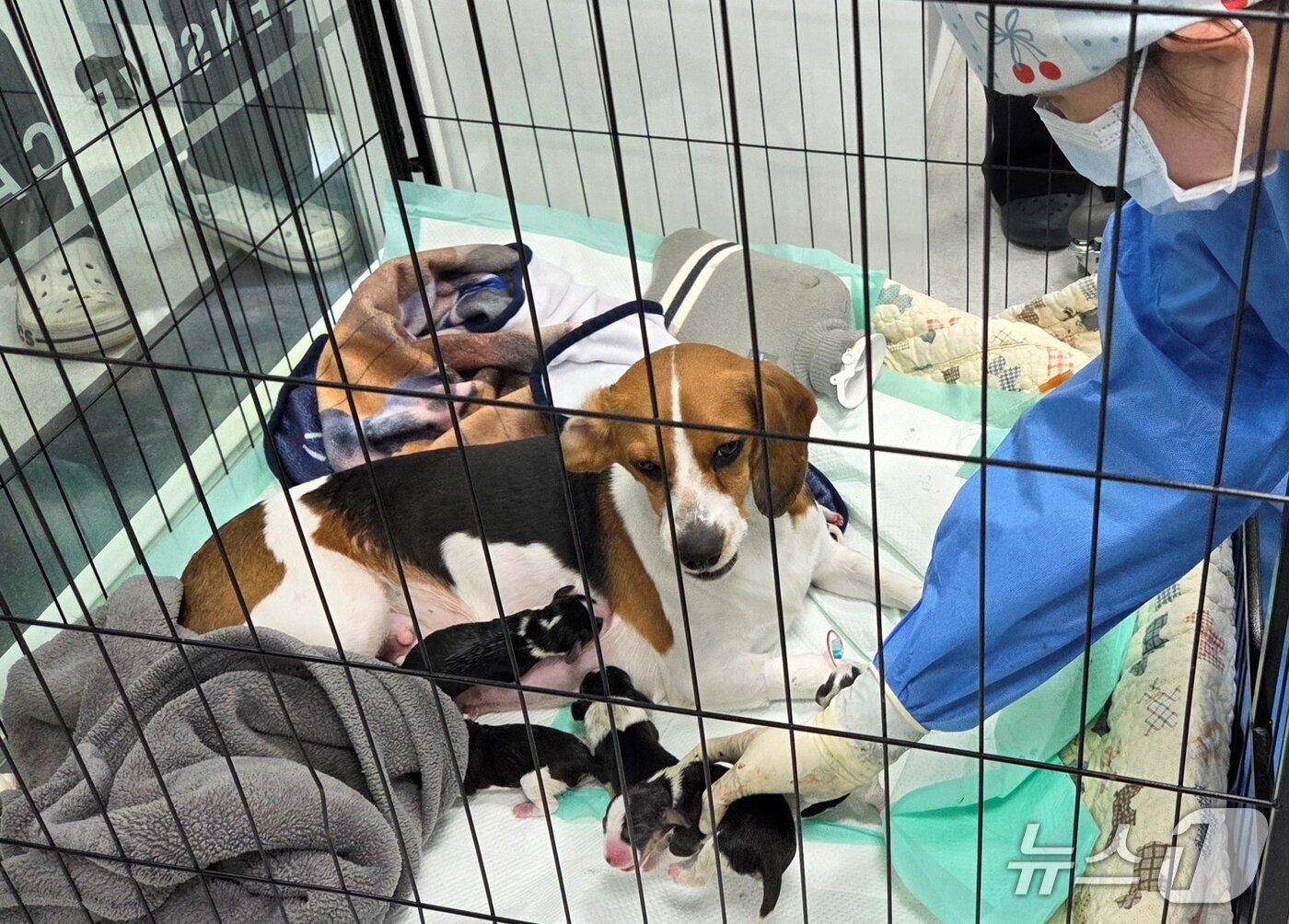 본문 이미지 - 고려동물메디컬센터에서 태어난 비글 새끼 강아지 ⓒ 뉴스1 최서윤 기자