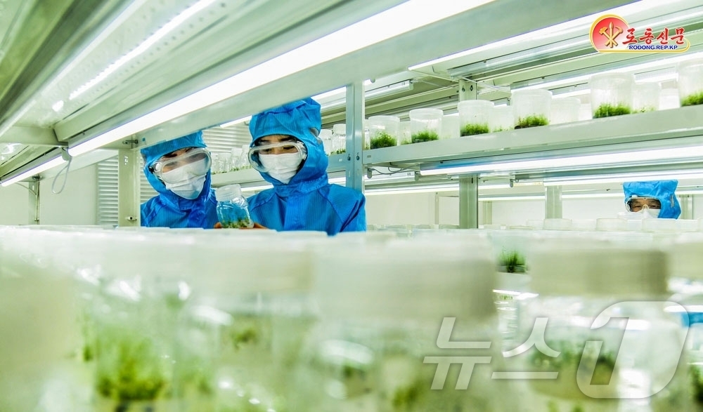 (평양 노동신문=뉴스1) = 북한 노동당 기관지 노동신문은 24일 "나라의 산림자원을 늘이는데 이바지하는 연구사업에 열중하고 있다"며 산림연구원을 조명했다. [국내에서만 사용가능. …