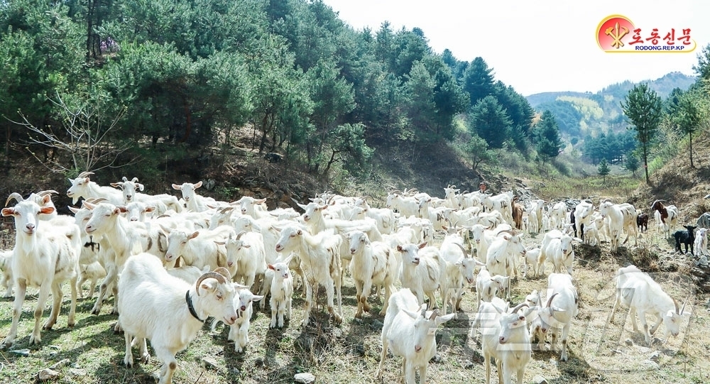 (평양 노동신문=뉴스1) = 북한 노동당 기관지 노동신문은 24일 "삭주군에서 젖제품(유제품) 생산 토대 강화에 계속 큰 힘을 넣고 있다"라고 보도했다. [국내에서만 사용가능. 재 …