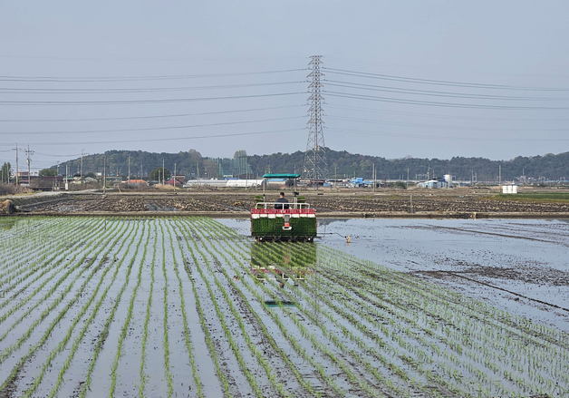 서천 화양면서 조생종 벼 첫 모내기…"추석 전 햅쌀 출하"