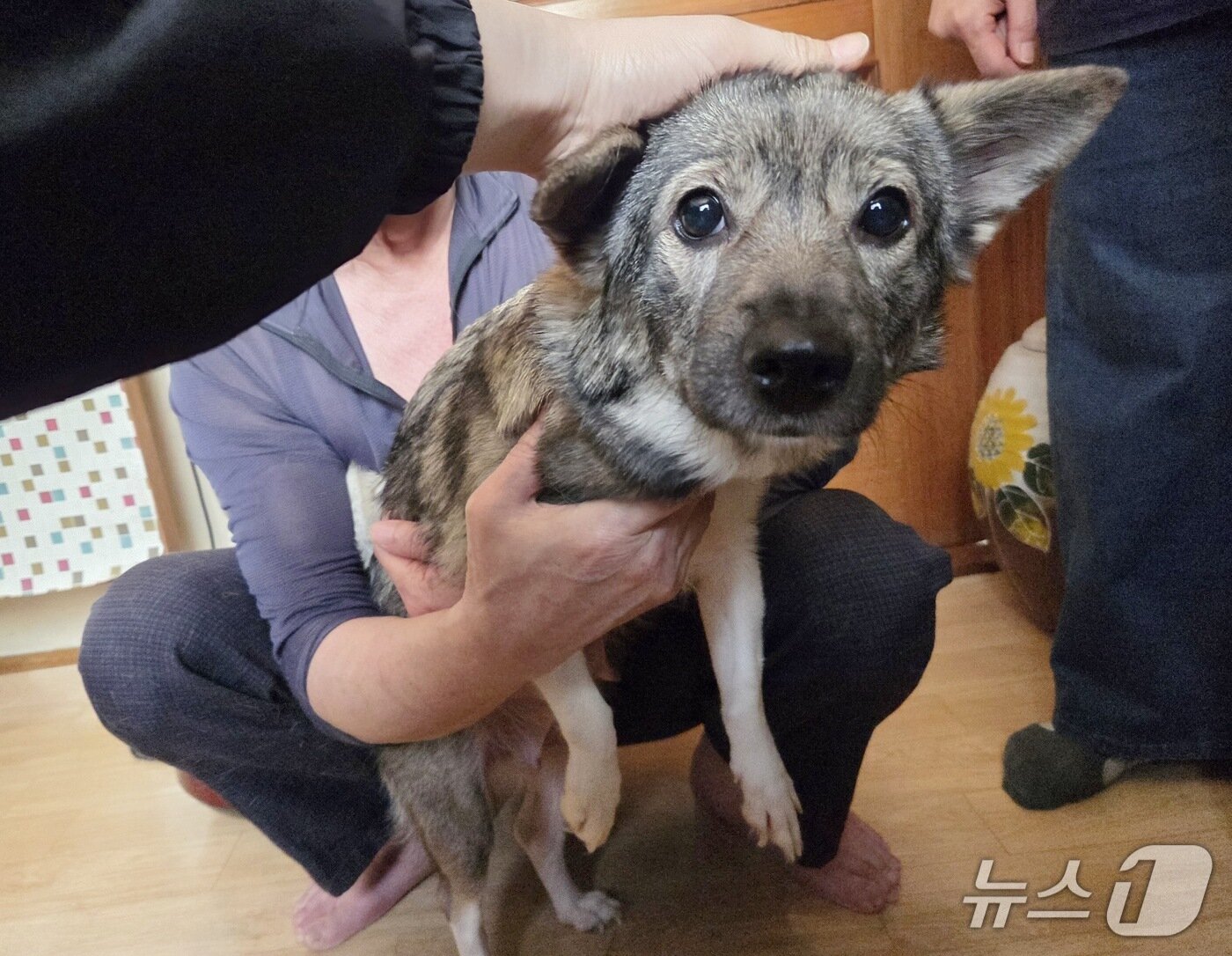 본문 이미지 - 지난 23일 서울시 구로구 애니멀호딩 현장에서 구조되고 있는 반려견 '복순이'. 복순이를 시작으로 3년 만에 총 19마리로 개체수가 늘어났다. ⓒ 뉴스1 한송아 기자