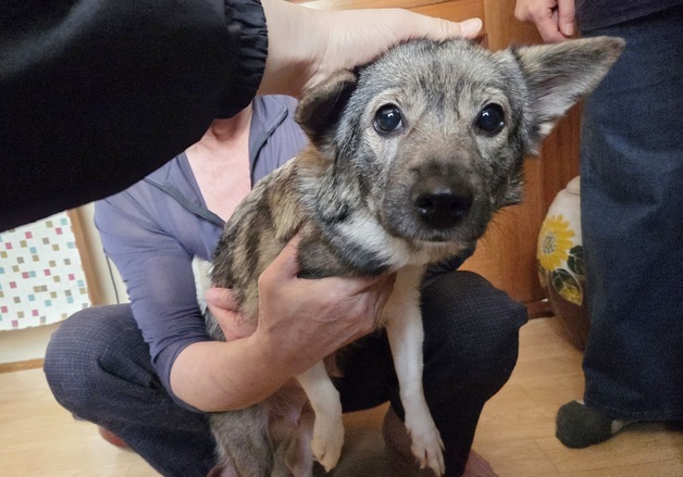 눈물로 보내야 했다…외로움으로 시작된 19마리 애니멀호딩의 결말