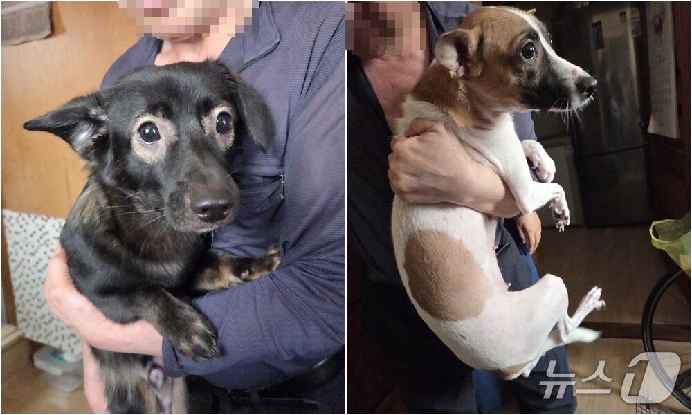본문 이미지 - 구로구 애니멀호딩 현장에서 구조된 '까불이(왼쪽, 수컷, 9개월령)'와 '바둑이(암컷, 1살)'. 물안경을 쓴듯한 털색과 순한 성격이 돋보였다. ⓒ 뉴스1 한송아 기자
