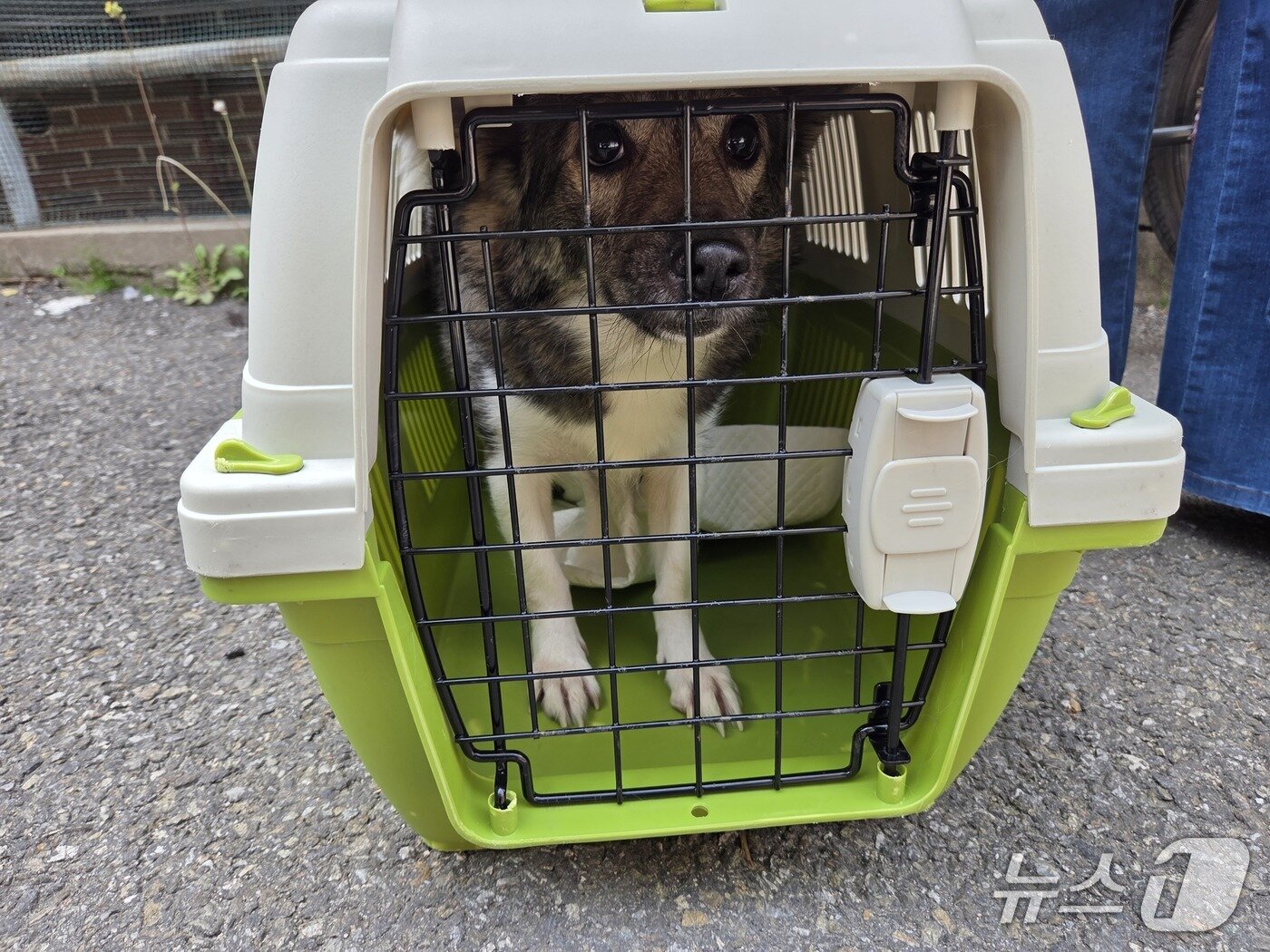 본문 이미지 - 모견 복순이(암컷, 3살 추정)는 민간단체 어답미코리안레스큐에서 보호하며 입양을 진행할 예정이다. ⓒ 뉴스1 한송아 기자