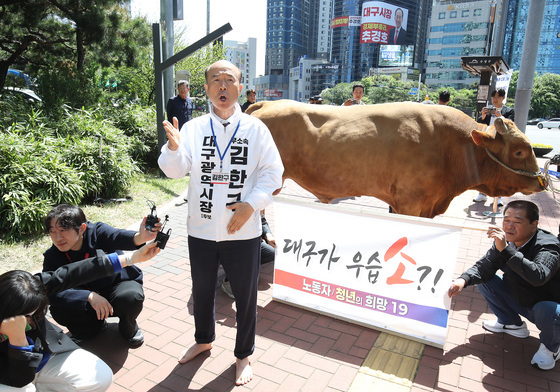 '컷오프' 김한구 대구 도심에 싸움소 몰고 나와 "무소속 지지" 호소