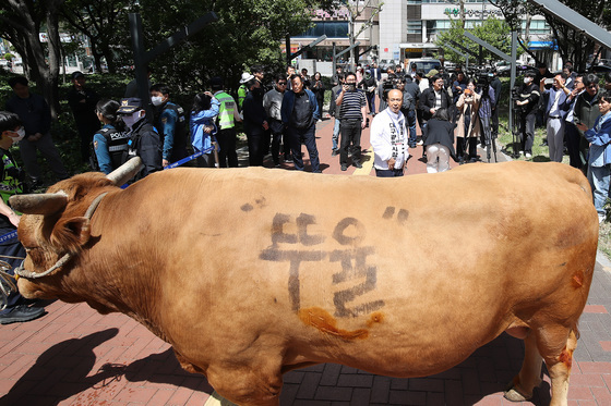 '6·3 지방선거' 대구 도심에 싸움소 등장