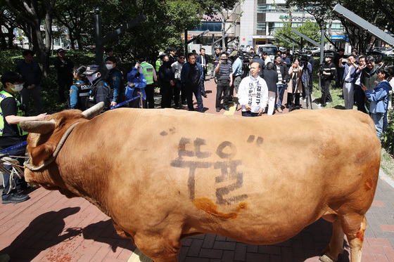 싸움소 등장? 무소속 후보의 이색 선거운동