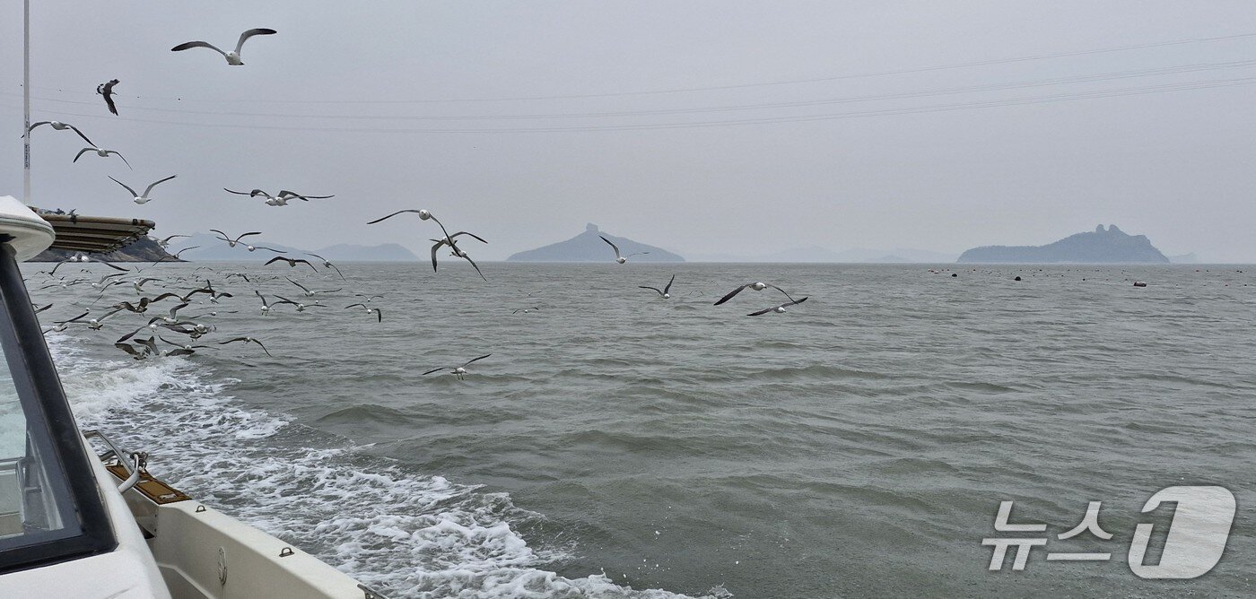 본문 이미지 - 유람선과 동행하는 갈매기 떼의 비행. 뒤로  발가락 섬(오른쪽)과 손가락 섬이 보인다. 2026.4.24. 뉴스1 ⓒ News1 조영석 기자 