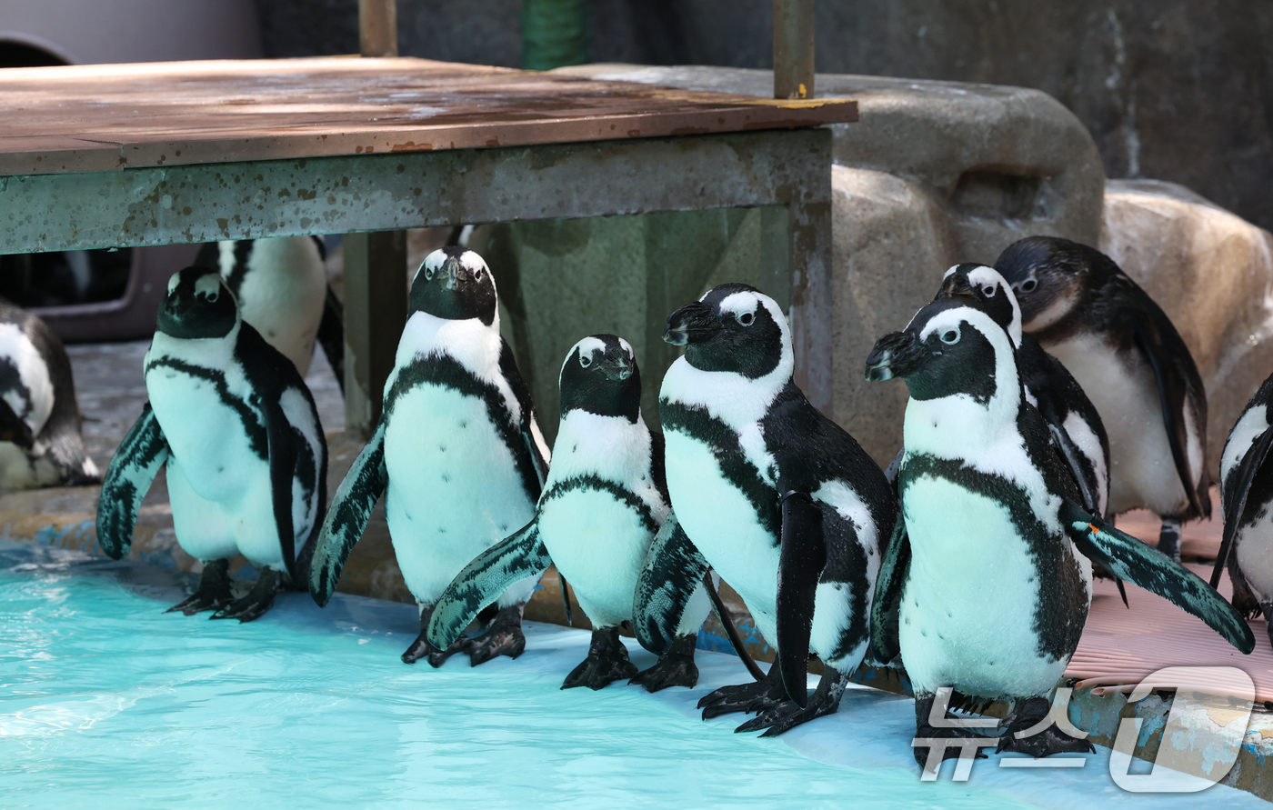 (용인=뉴스1) 김영운 기자 = 세계 펭귄의 날을 하루 앞둔 24일 경기 용인시 처인구 에버랜드 펭귄아일랜드에서 아프리카 펭귄들이 양미리가 올라간 케이크 특식을 기다리고 있다. 2 …