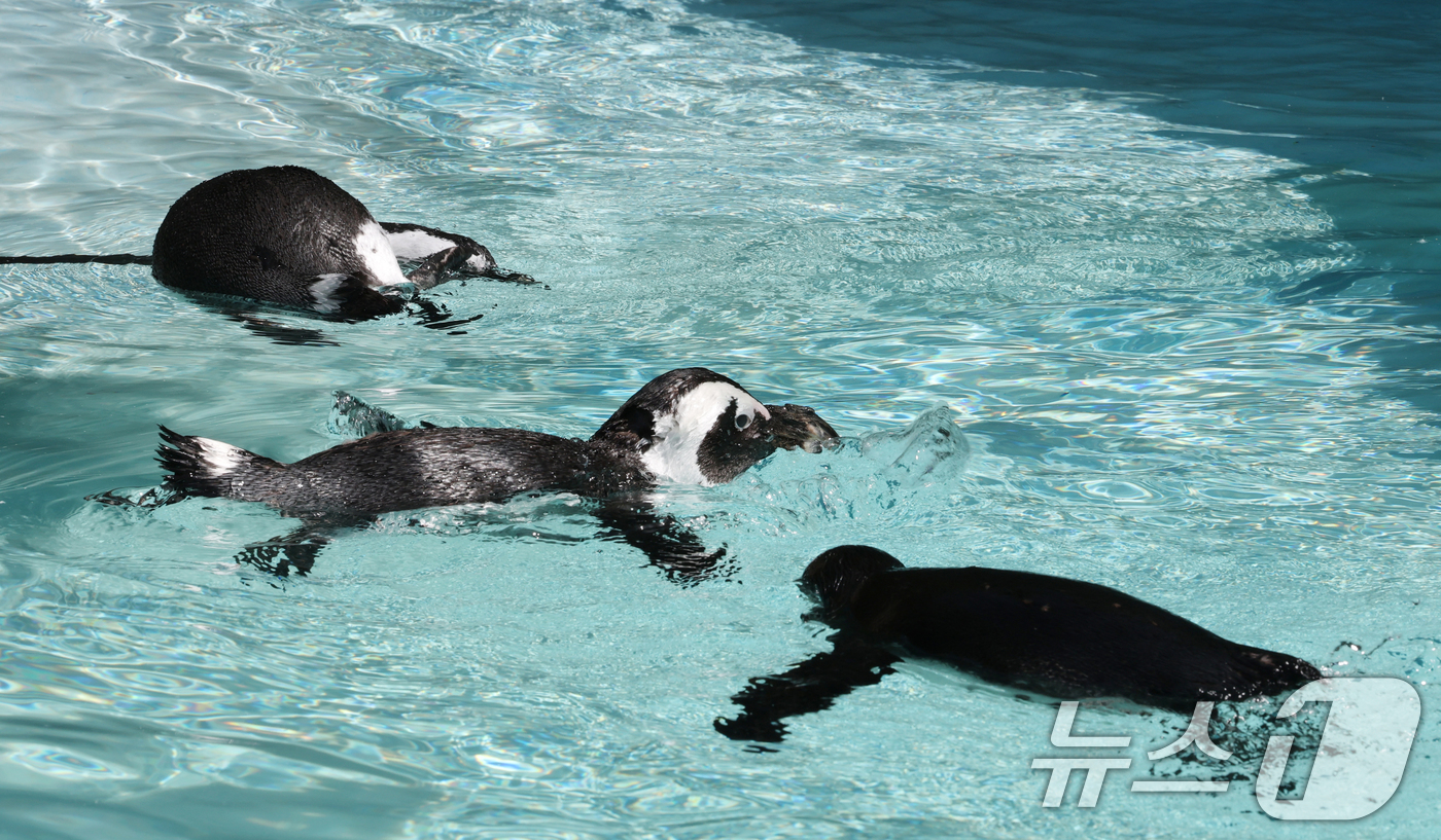 (용인=뉴스1) 김영운 기자 = 세계 펭귄의 날을 하루 앞둔 24일 경기 용인시 처인구 에버랜드 펭귄아일랜드에서 아프리카 펭귄들이 양미리를 먹고 있다. 2026.4.24/뉴스1