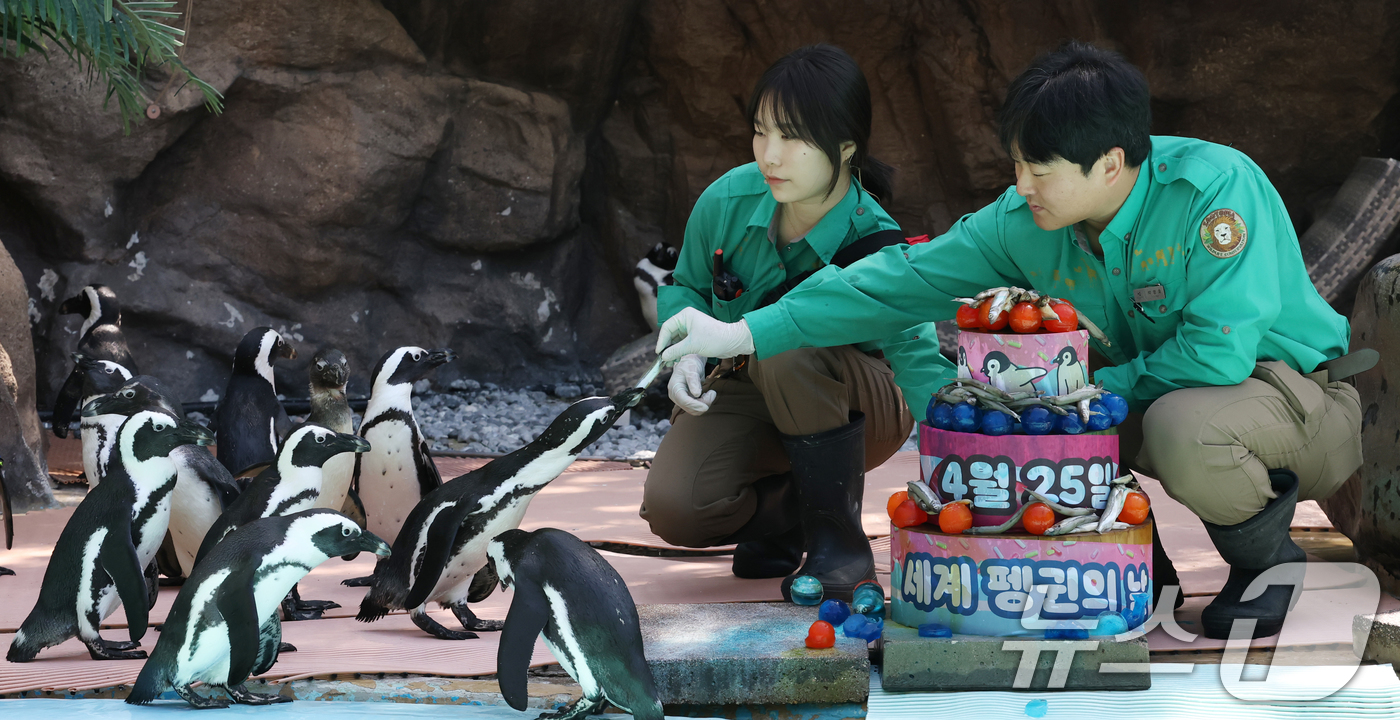 (용인=뉴스1) 김영운 기자 = 세계 펭귄의 날을 하루 앞둔 24일 경기 용인시 처인구 에버랜드 펭귄아일랜드에서 주키퍼들이 아프리카 펭귄들에게 양미리가 올라간 케이크를 특식으로 주 …